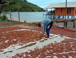 Tampung Sotong Cumi, Kades Amir Selamatkan Ekonomi Warganya dari Pandemi Corona