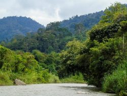 Sekitar 2.000 Hektare Hutan Aceh Rusak Akibat Kegiatan Tambang Emas Ilegal