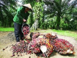 Anjlok 70% Harga TBS Sawit, Apkasindo Minta Presiden Jokowi Lindungi 16 Juta Petani Sawit