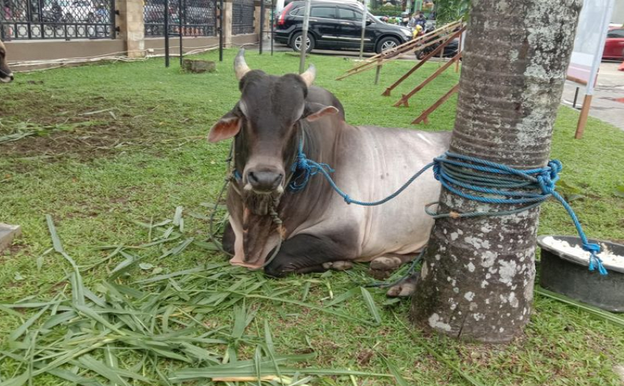 Presiden Jokowi Berikan Sapi Kurban Ke 34 Provinsi, Dijamin Bebas PMK