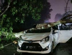 Mobil Agya Putih Ringsek Tertimpa Pohon, Kondisi Supir Belum Diketahui