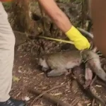 Balita Di Pamekasan Tewas Diserang Monyet Lepas Pelaku Dibunuh Pemilik