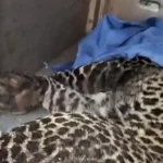 Macan Tutul Terjerat Jebakan Babi Di Bogor Dievakuasi Siap Dilepasliarkan