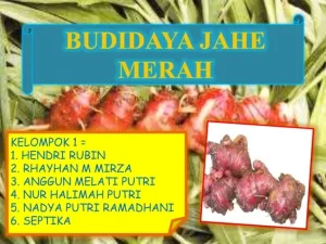 Analisis Finansial Agribisnis Berapa Keuntungan Budidaya Jahe Merah Dan Cara Menghitungnya