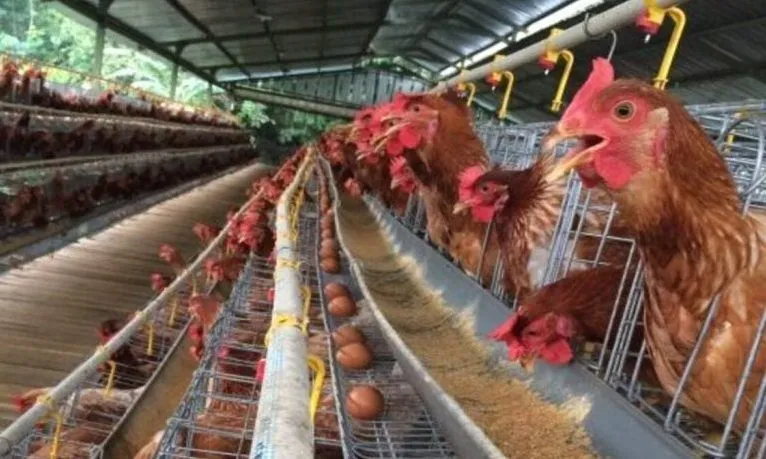 Analisis Lengkap Bisnis Berapa Keuntungan Ternak Ayam Petelur Dan Cara Menghitungnya