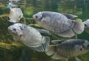 Analisis Potensi Bisnis Berapa Keuntungan Ternak Ikan Gurame Dan Cara Menghitungnya