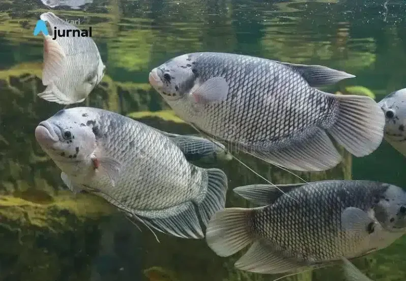 Analisis Potensi Bisnis Berapa Keuntungan Ternak Ikan Gurame Dan Cara Menghitungnya