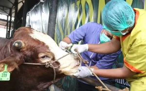 Mengapa Bisnis Jasa Dokter Hewan Sepi Analisis Penyebab Risiko Keuangan Dan Strategi Penyelamatannya
