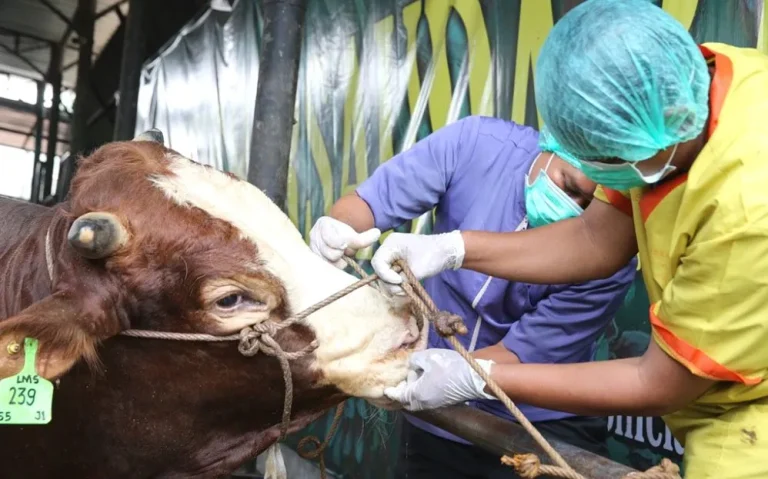 Mengapa Bisnis Jasa Dokter Hewan Sepi Analisis Penyebab Risiko Keuangan Dan Strategi Penyelamatannya