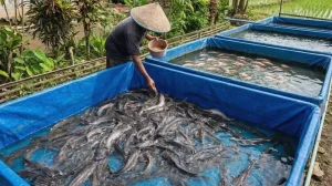 Panduan Analisis Biaya Dan Perhitungan Modal Ternak Ikan Lele Di Kolam Terpal