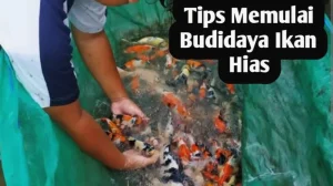 Panduan Lengkap Perhitungan Modal Awal Budidaya Ikan Hias Untuk Pemula