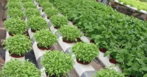 Peluang Dan Tantangan Agribisnis Tanaman Obat Analisis Komprehensif Sektor Biofarmaka